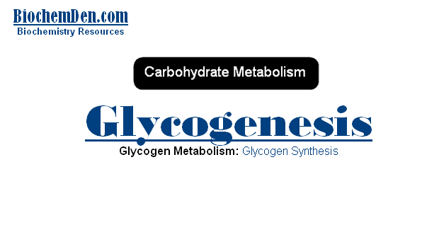 Glycogenesis: Glycogen Synthesis Process