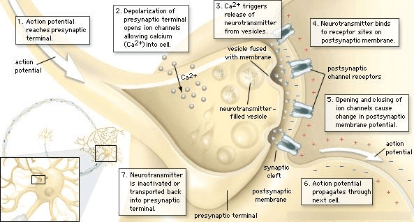 What are Neurotransmitters and Neuroactive Peptides What are Neurotransmitters and NeuroactivePepptides