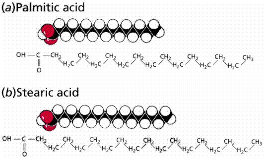 What are Lipids ? What are the Importance in Human Body palmitic and stearic acid