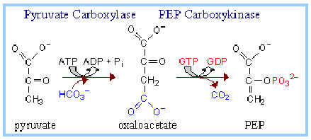 What is Gluconeogenesis? What are the Steps and Importance of Metabolism? pyruvate carboxylase enzyme reaction