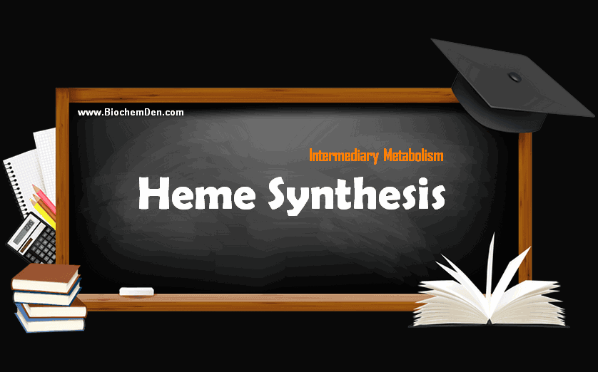 Heme synthesis Pathway