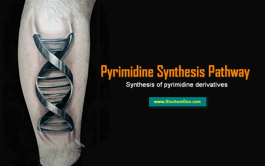 Pyrimidine Synthesis: Synthesis of pyrimidine derivatives