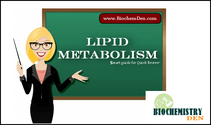 Lipid Metabolism: Simple Smart Guide and Notes Lipid metabolism notes