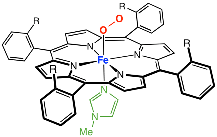 What is Myoglobin? What is the function of Myoglobin? Structure of MyoGlobin