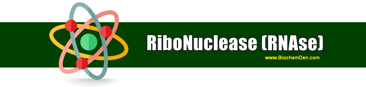 What is RNase? What is the importance of living things? ribonuclease (RNAse) enzyme list
