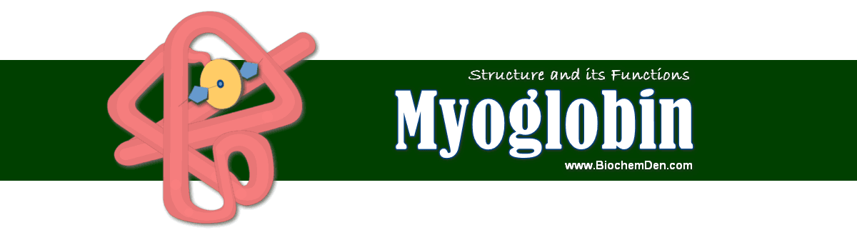 What is Myoglobin? What is the function of Myoglobin? structure of myoglobin