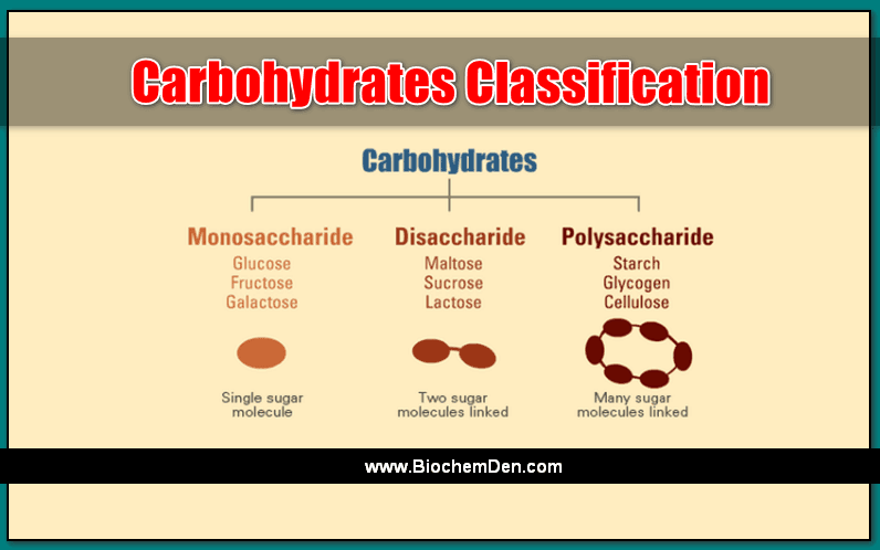 Types Of Carbohydrates Chart