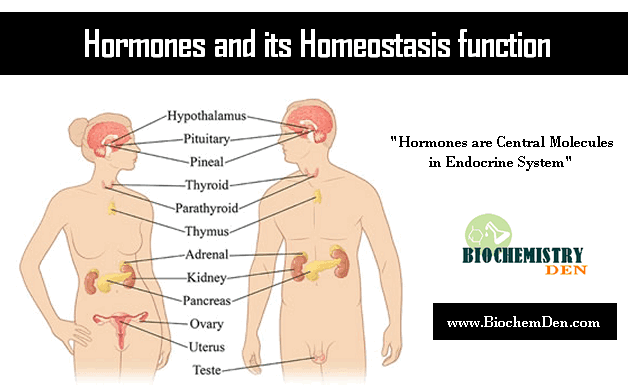 What is Endocrine system and its secreting Hormones Hormones: Endocrine system and Homeostasis in Vertebrates