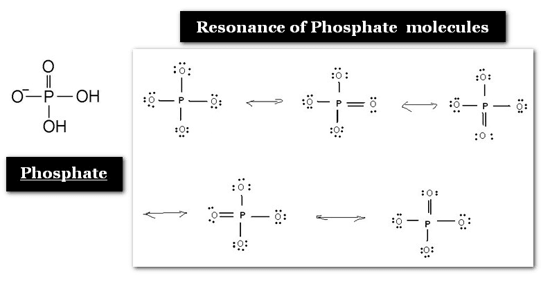 Basic Components of Nucleic Acids - Purines and Pyrimidines resonance of phosphate molecule