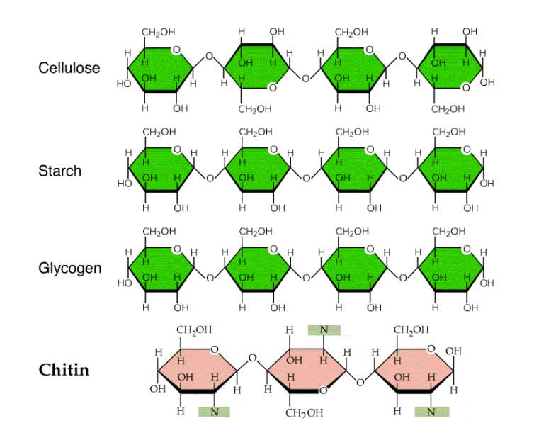 What are Polysaccharides and How it was Classified? homopolysaccharides structures