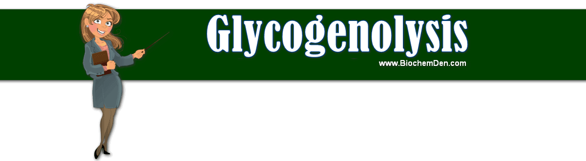 Glycogenolysis: How Glycogen is Utilizing in Animals glycogenolysis