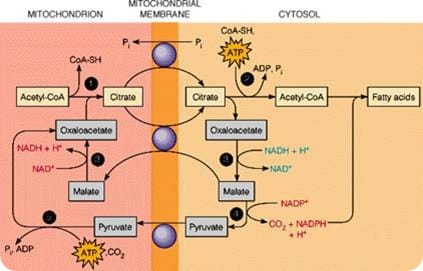 Fatty Acid Synthesis: Activation, Steps and Control FA synthesis at mt membrane level