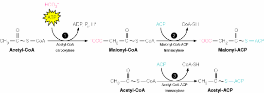 Fatty Acid Synthesis: Activation, Steps and Control FA synthesis initial