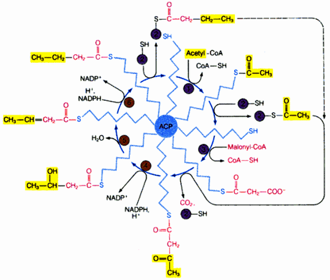 Fatty Acid Synthesis: Activation, Steps and Control fatty-acid-synthesis-cycle
