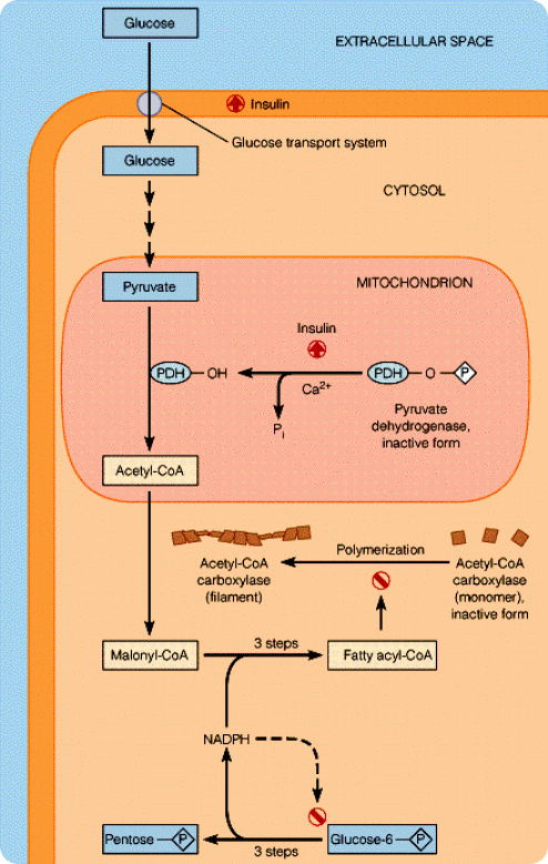 Fatty Acid Synthesis: Activation, Steps and Control fatty acid synthesis overview