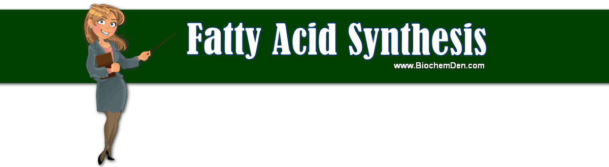 Fatty Acid Synthesis: Activation, Steps and Control fatty acid synthesis steps