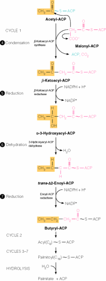 fatty acid synthesis