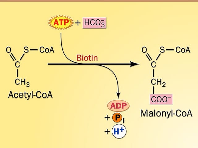 Biosynthesis of Saturated Fatty acids Notes