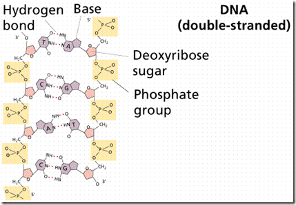 Nucleic Acids are the Molecular Language of life DNA strand