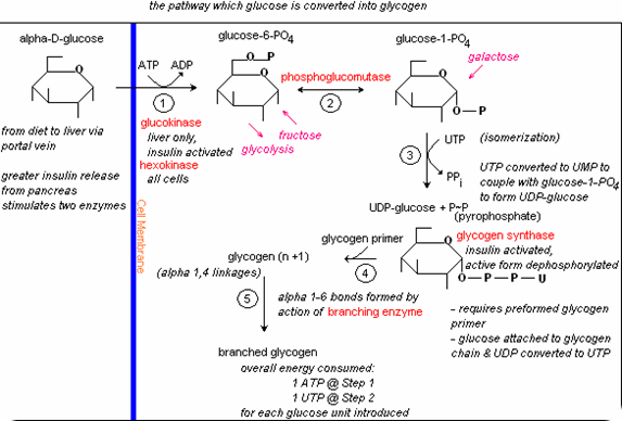 Glycogenesis: How to Synthesize Glycogen? Glycogenesis mechanism