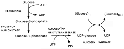 Glycogenesis: How to Synthesize Glycogen? Glycogenesis mechanism