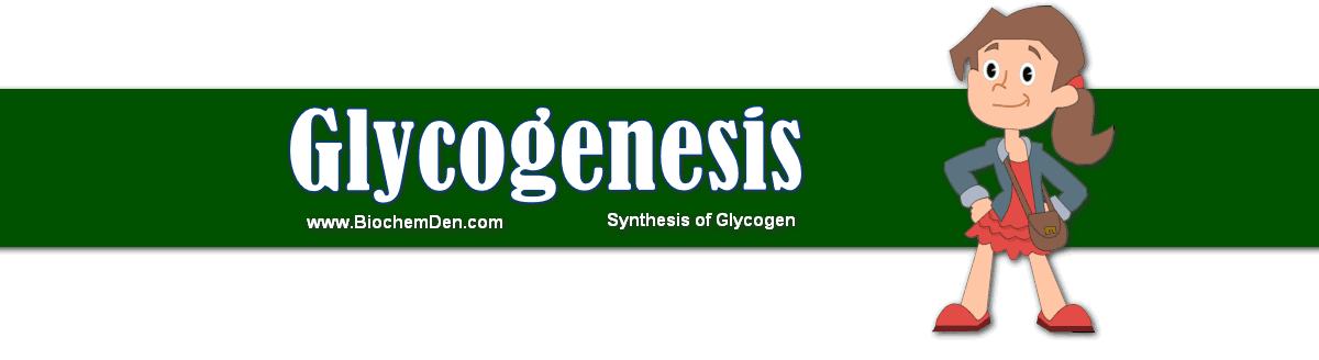 Glycogenesis: How to Synthesize Glycogen? Glycogenesis