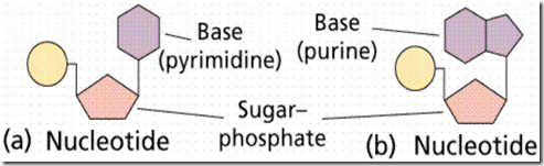 Nucleic Acids are the Molecular Language of life Nucleotide skeleton structure