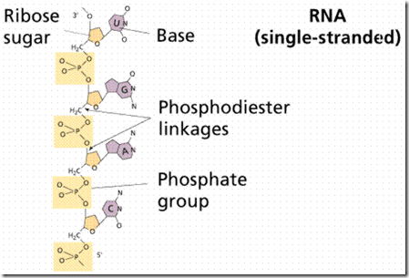 Nucleic Acids are the Molecular Language of life RNA strand