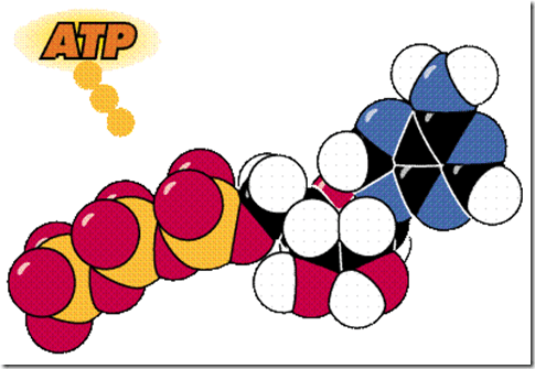 Nucleic Acids are the Molecular Language of life Structure of ATP