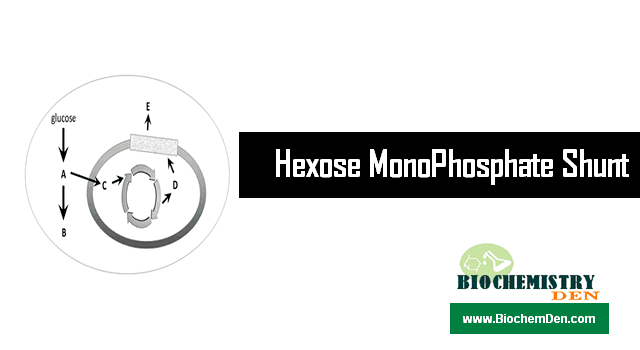 What is Hexose MonoPhosphate Shunt and its Significance? (HMP Shunt) Hexose MonoPhosphate Shunt and its Significance (HMP Shunt)