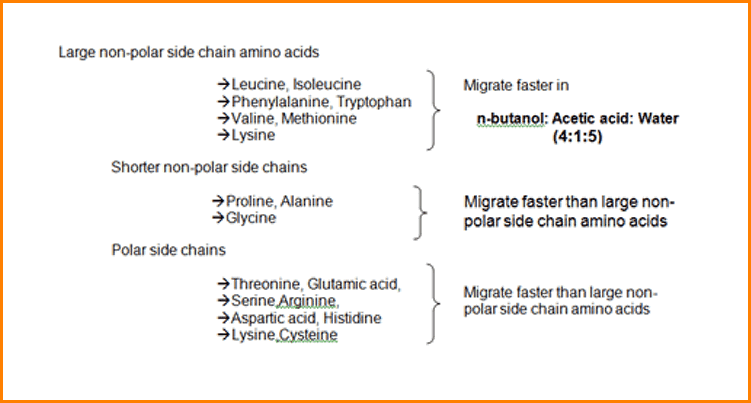 What is Paper Chromatography? Principle, Procedure, Types, and Applications Amino acids migration points in Paper chromatography