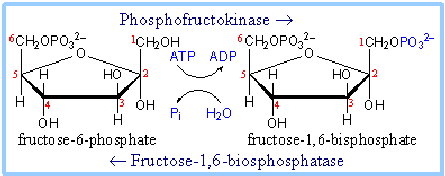 What is Gluconeogenesis? What are the Steps and Importance of Metabolism? fructose-6-phosphate to fructose-16-bisphosphate