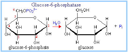 What is Gluconeogenesis? What are the Steps and Importance of Metabolism? glucose-6-phosphate to glucose