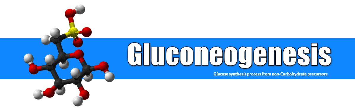 What is Gluconeogenesis? What are the Steps and Importance of Metabolism? gluconeogenesis
