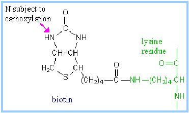 What is Gluconeogenesis? What are the Steps and Importance of Metabolism? Structure of Biotin molecule