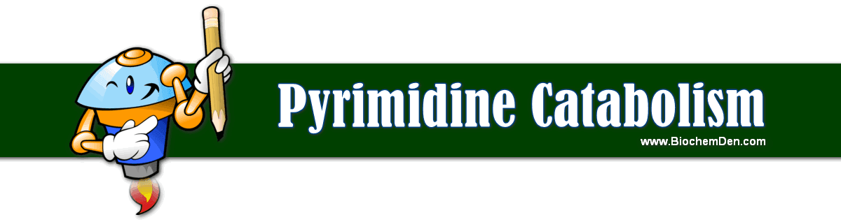 Pyrimidine Catabolism: UMP and CMP degradation Pathway Pyrimidine Catabolism