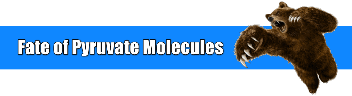 What are the Fate of Pyruvate Molecules after Glycolysis? fate of pyruvate