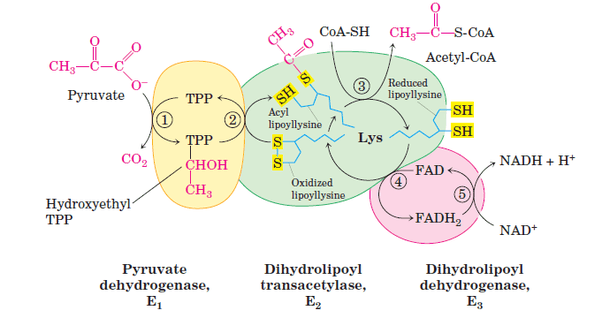 What are the Fate of Pyruvate Molecules after Glycolysis? pyruvate dehydrogenase complex structure