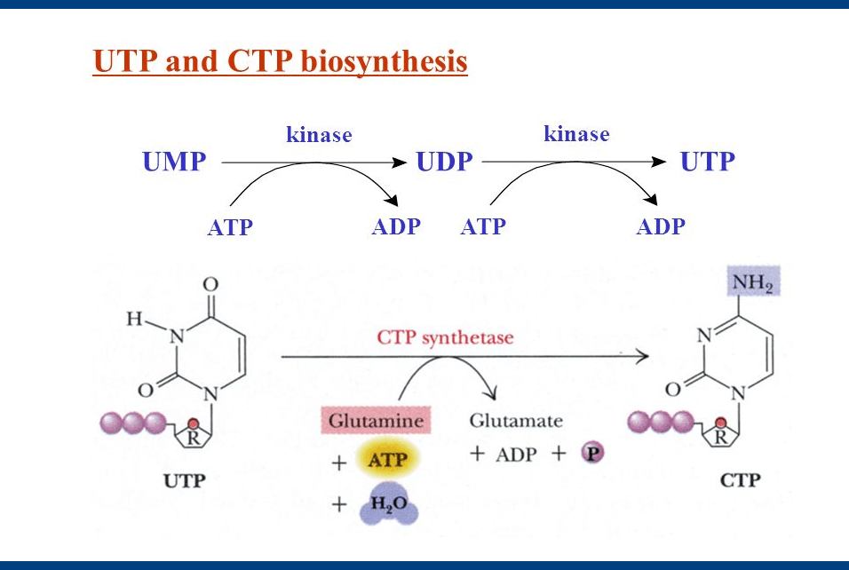 Pyrimidine Synthesis Pathway: Synthesis of pyrimidine derivatives Pyrimidine Synthesis Pathway: Synthesis of pyrimidine derivatives - Biochemistry Den