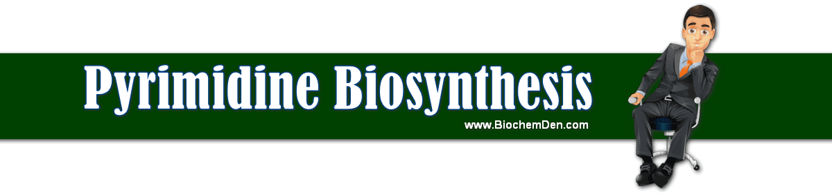 Pyrimidine Synthesis Pathway: Synthesis of pyrimidine derivatives pyrimidine synthesis