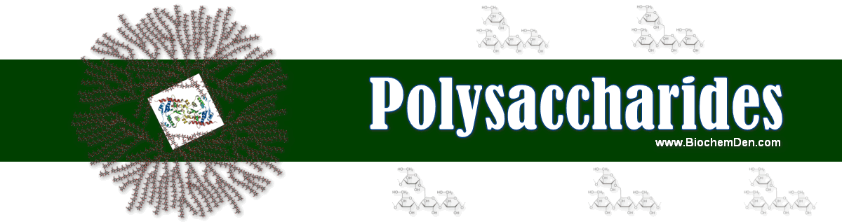 What are Polysaccharides and How it was Classified? polysaccharides and types