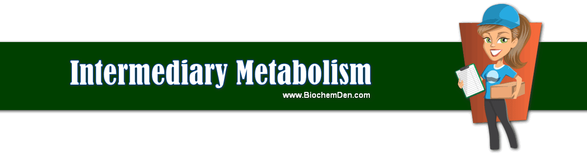 Intermediary Metabolism (Basic Notes) intermediary metabolism