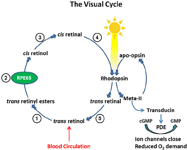 Vitamin A: Structure, Properties, Functions, and Deficiency visual cycle